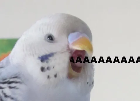 Сервер Элитных Идиотов